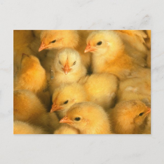 Yellow Baby Chicks Postkarte (Vorderseite)