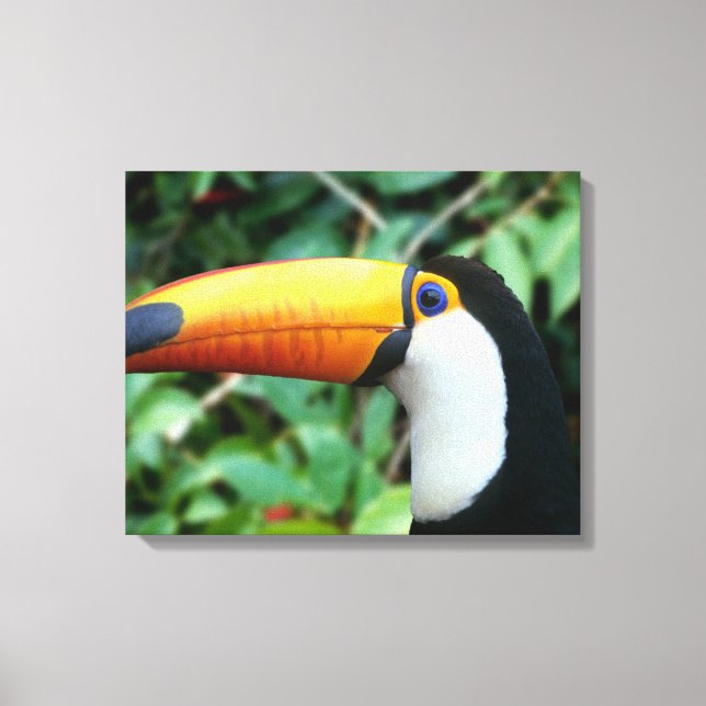 Yellow Beaked Toucan Leinwanddruck (Vorderseite)
