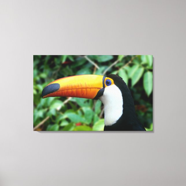 Yellow Beaked Toucan Leinwanddruck (Vorderseite)