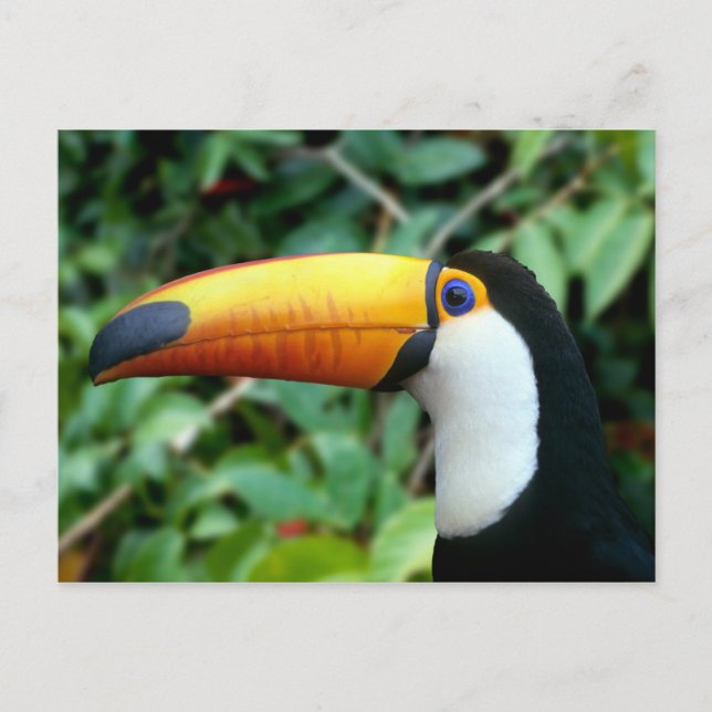 Yellow Beaked Toucan Postkarte (Vorderseite)