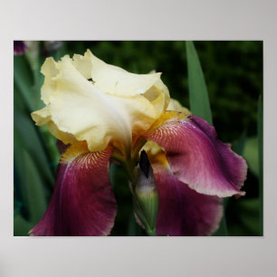 Yellow Bearded Iris Flower Poster