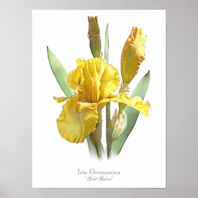 Yellow Bearted Iris Original Art Print Poster (Vorne)