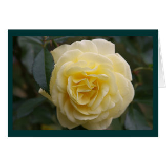 Yellow Beauty