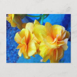 Yellow Begonias Postkarte