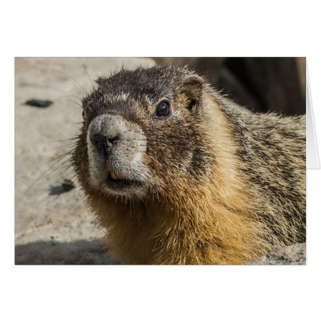 Yellow Bellied Marmot (Vorderseite (Horizontal))