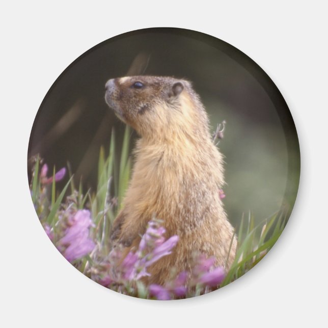 Yellow Bellied Marmot Magnet (Vorne)