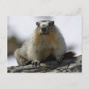 Yellow Bellied Marmot Postkarte
