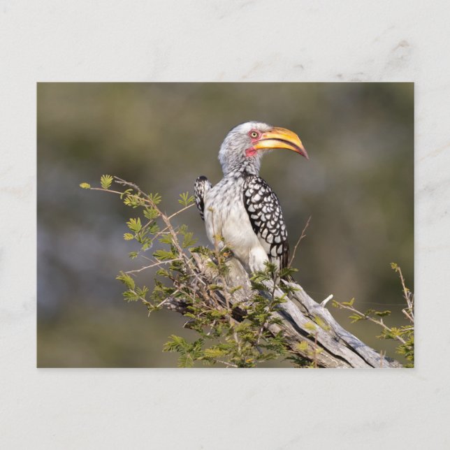 Yellow billed hornbill postkarte (Vorderseite)