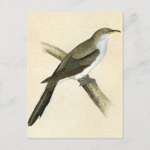 Yellow Billy Cuckoo Postkarte
