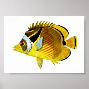 Yellow Black Tropical Fish Art Print No. 4 Poster