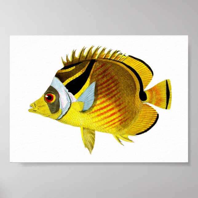 Yellow Black Tropical Fish Art Print No. 4 Poster (Vorne)