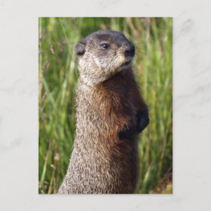 Yellow-Blied Marmot-Geschenke Postkarte