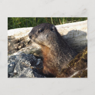 Yellow-Blied Marmot-Geschenke Postkarte