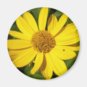 Yellow blossom with green leaves magnet