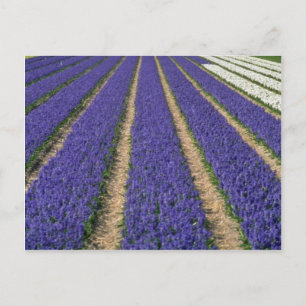 Yellow Blue Hyacinths bei Lisse, Holland Blume Postkarte