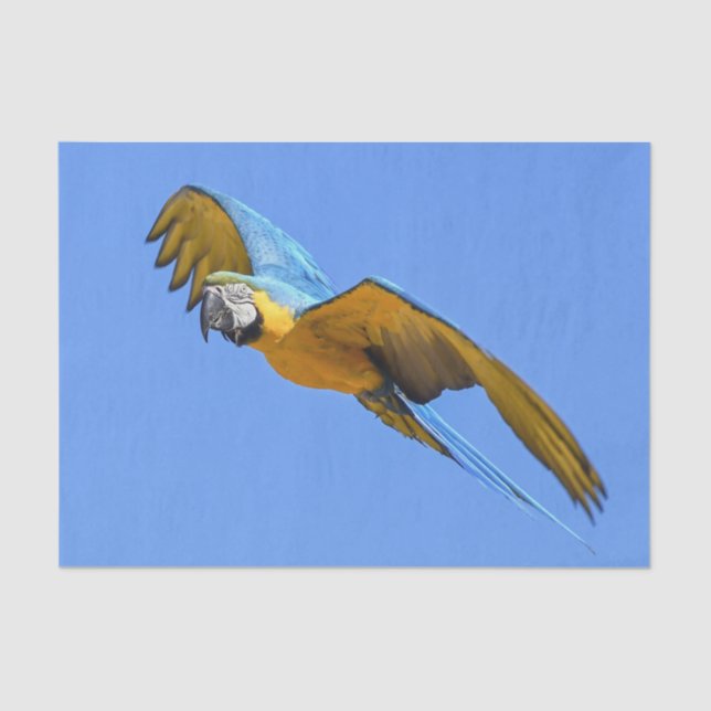 Yellow Blue Macaw Seidenpapier (Vorderseite)