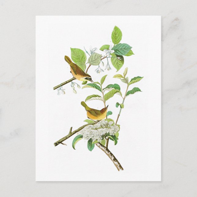 Yellow-breasted Warbler John Audubon Birds America Postkarte (Vorderseite)