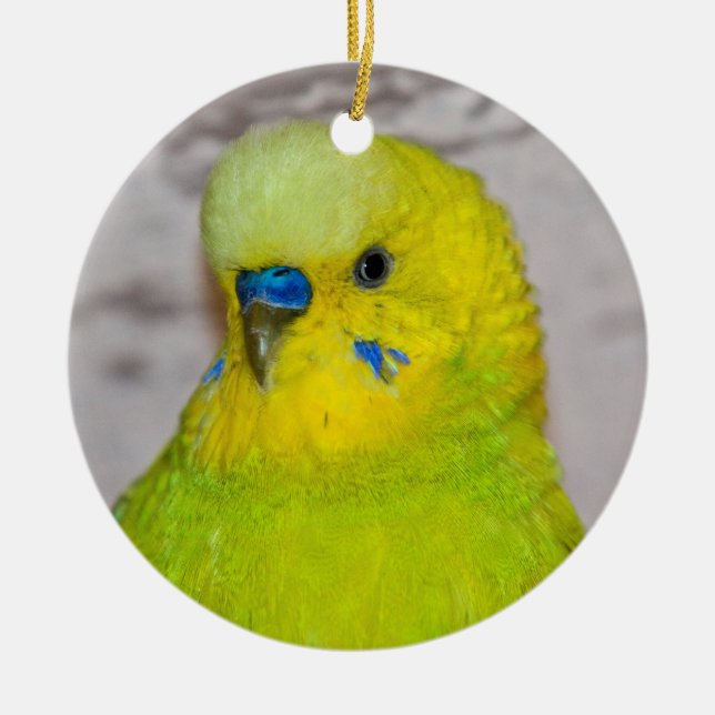 Yellow Budgie Ornament (Vorne)