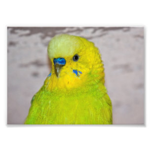 Yellow Budgie Print Fotodruck