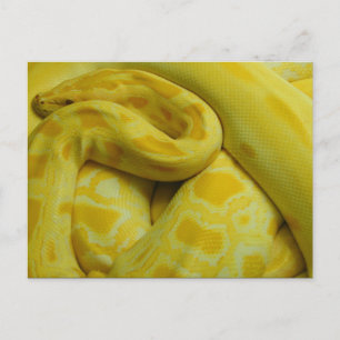 Yellow Burmese Python Postkarte