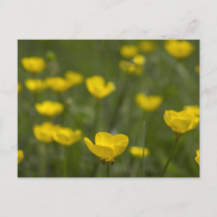 Yellow Buttercup Flowers Postkarte