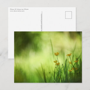 Yellow Buttercup Nature Photo Postkarte
