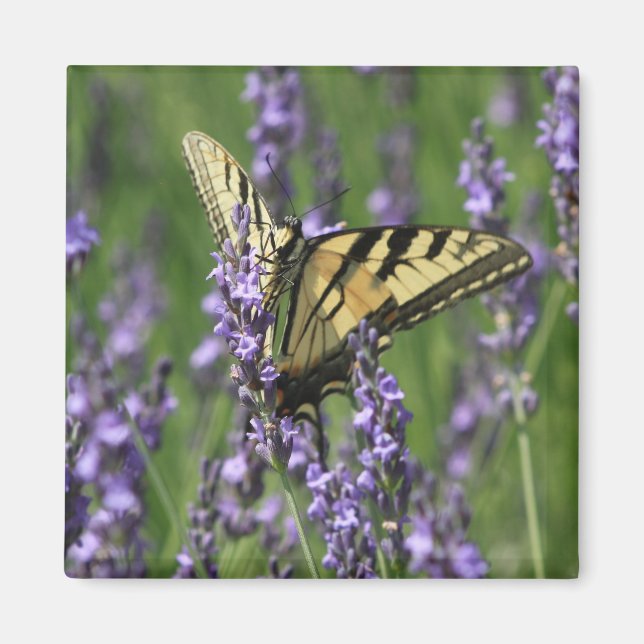 Yellow Butterfly auf Lavendel Magnet (Vorne)