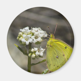 Yellow Butterfly Magnet