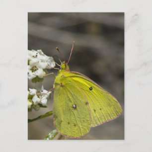 Yellow Butterfly Postkarte