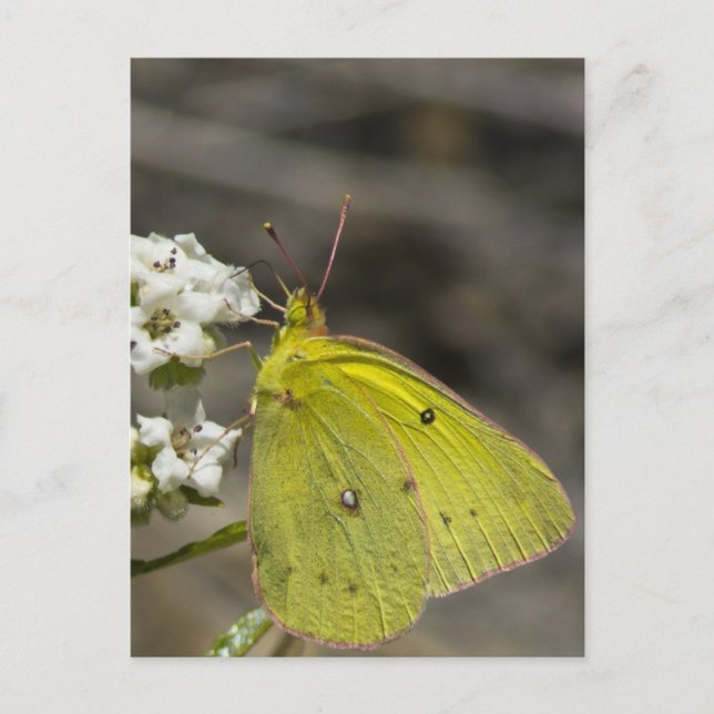 Yellow Butterfly Postkarte (Vorderseite)