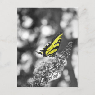 Yellow Butterfly Postkarte