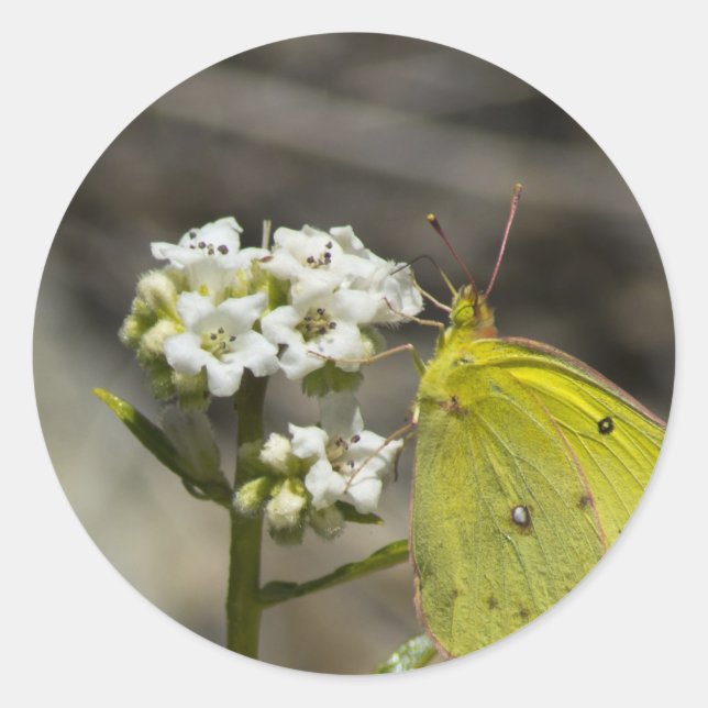 Yellow Butterfly Runder Aufkleber (Vorderseite)