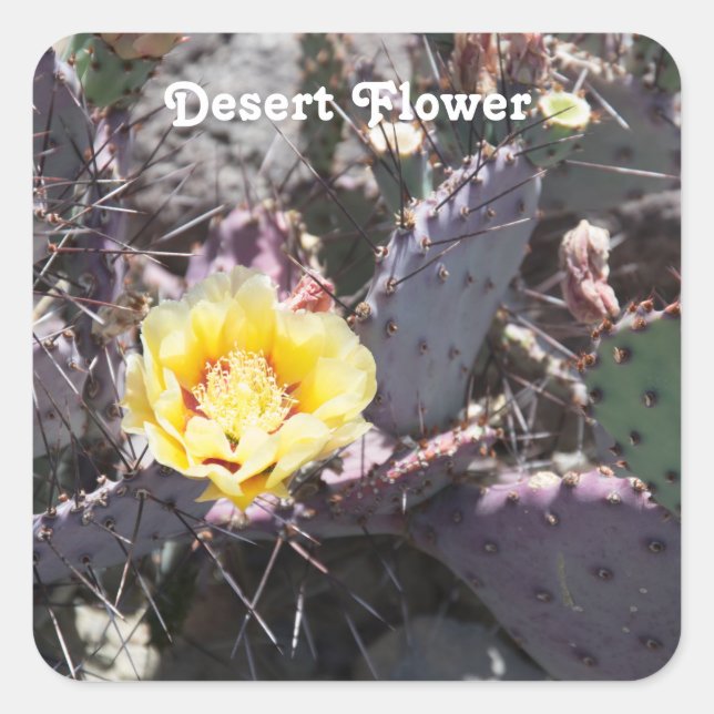 Yellow Cactus Flower Quadratischer Aufkleber (Vorderseite)