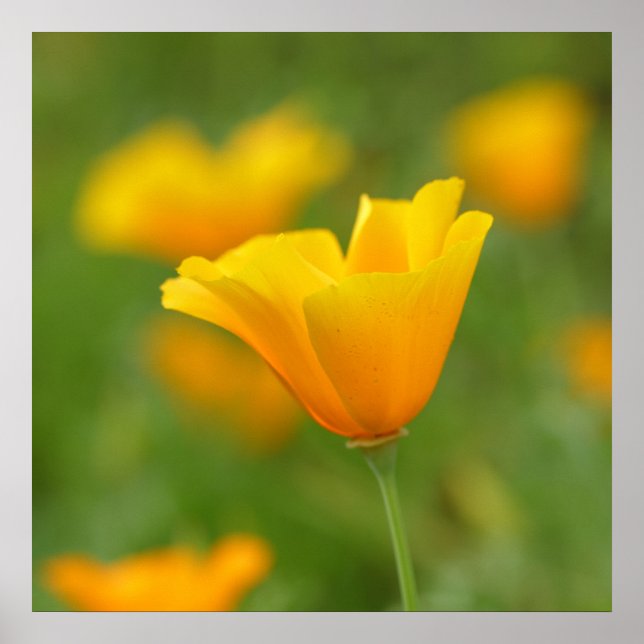 Yellow California Poppy Poster (Vorne)