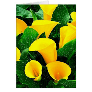 Yellow Calla Lilies