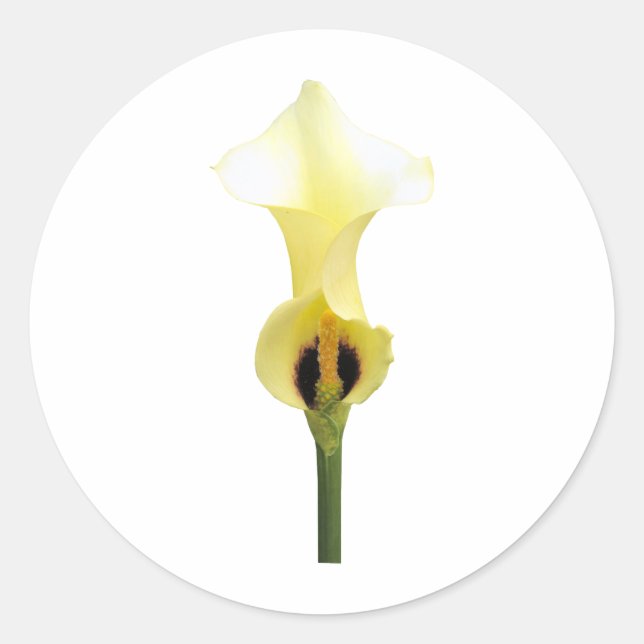Yellow Calla Lily Runder Aufkleber (Vorderseite)