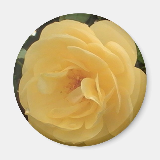 Yellow Camellia Magnet (Vorne)