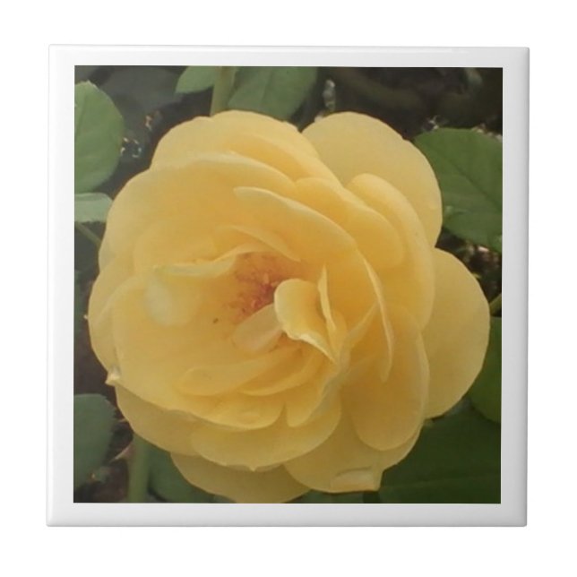 Yellow Camellia Tile Fliese (Vorderseite)
