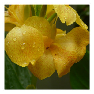 Yellow Canna Lily Poster