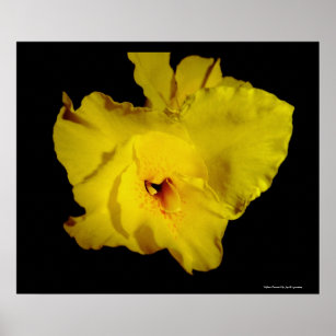 Yellow Cannas Canna Lilies Blume Foto Poster