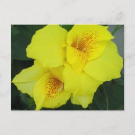 Yellow Cannas Canna Lilies Blume Foto Postkarte
