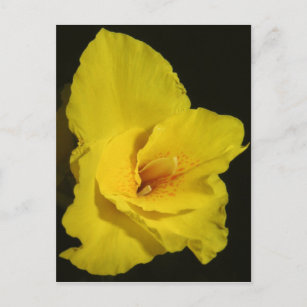 Yellow Cannas Canna Lilies Blume Foto Postkarte