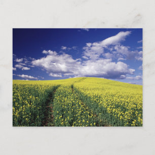 Yellow Canola in Whitman Landkreis Washington Staa Postkarte