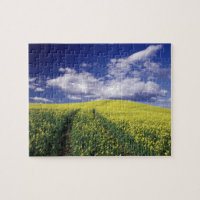 Yellow Canola in Whitman Landkreis Washington Staa