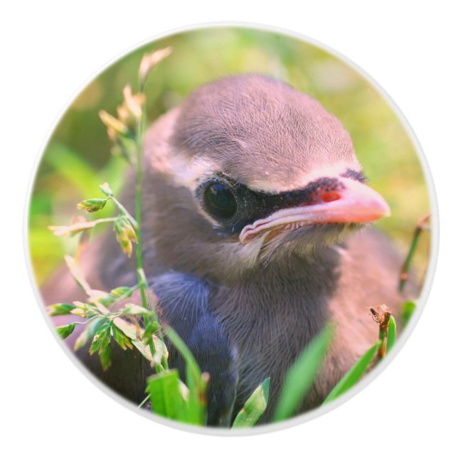 Yellow Cedar Waxwing Fledgling Bird   Keramikknauf (Vorderseite)