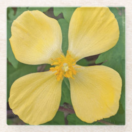 Yellow Celandine Poppy Floral Glasuntersetzer