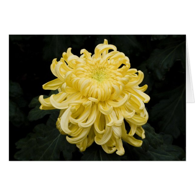 Yellow Chrysanthemum Card (Vorderseite (Horizontal))