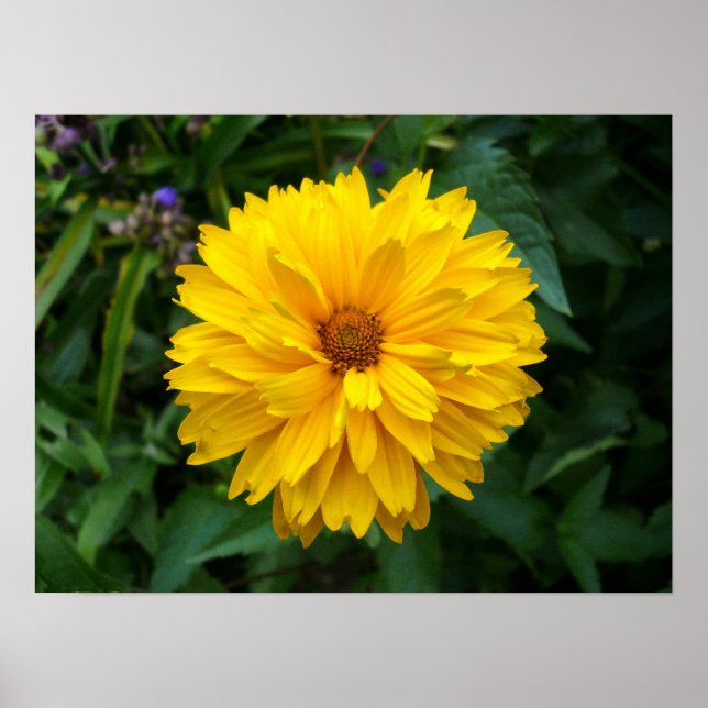 Yellow Chrysanthemum Poster (Vorne)