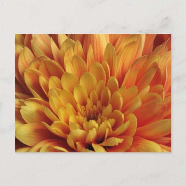 Yellow Chrysanthemum Postkarte (Vorderseite)