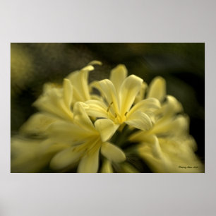 Yellow Clivia Poster